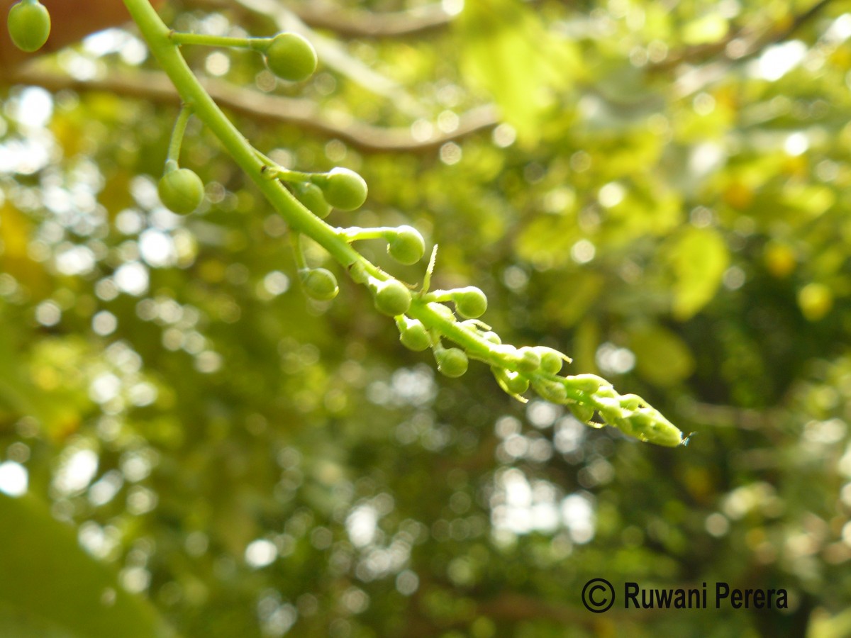 Cassia fistula L.